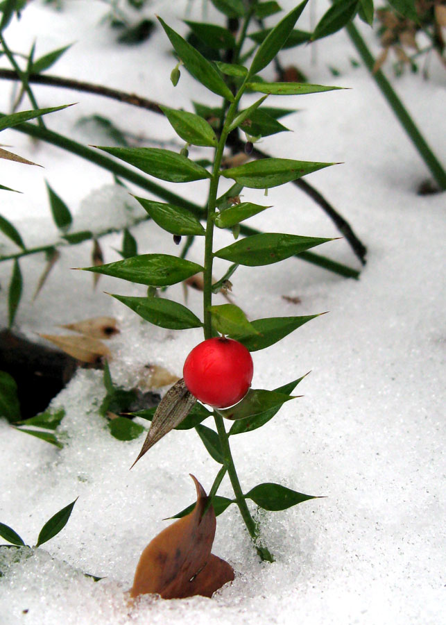 Image of Ruscus aculeatus specimen.