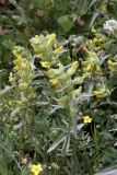 Rhinanthus songaricus