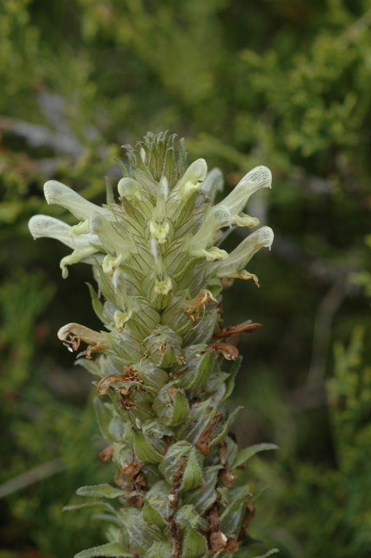 Image of Pedicularis olgae specimen.