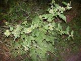 Arctium minus