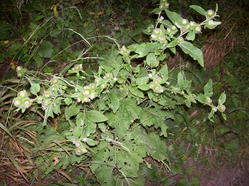 Image of Arctium minus specimen.