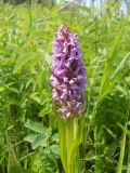 Dactylorhiza incarnata