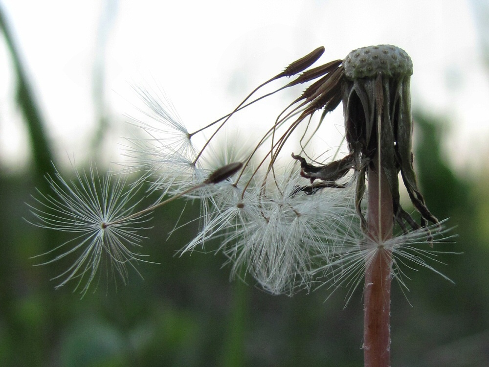 Изображение особи род Taraxacum.