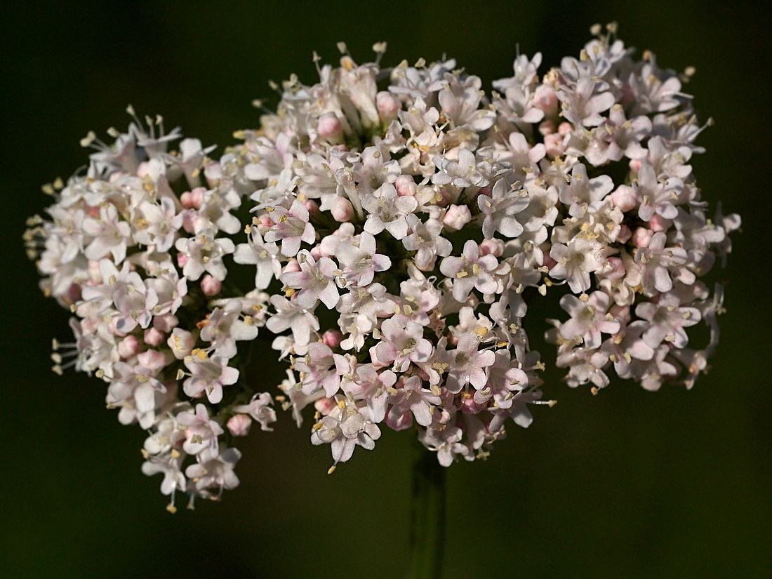 Изображение особи Valeriana collina.