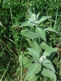 Stachys germanica