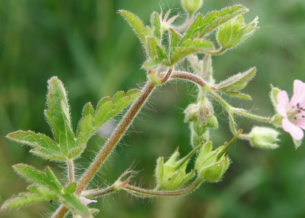 Изображение особи Geranium divaricatum.