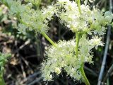 Filipendula stepposa