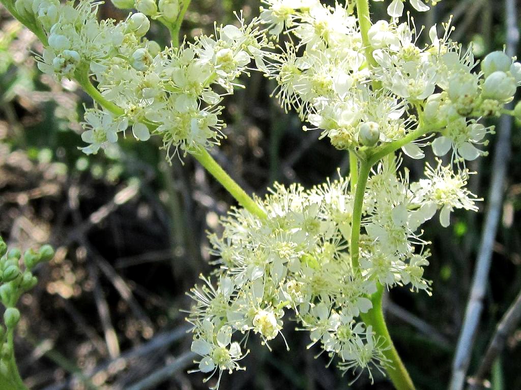 Image of Filipendula stepposa specimen.