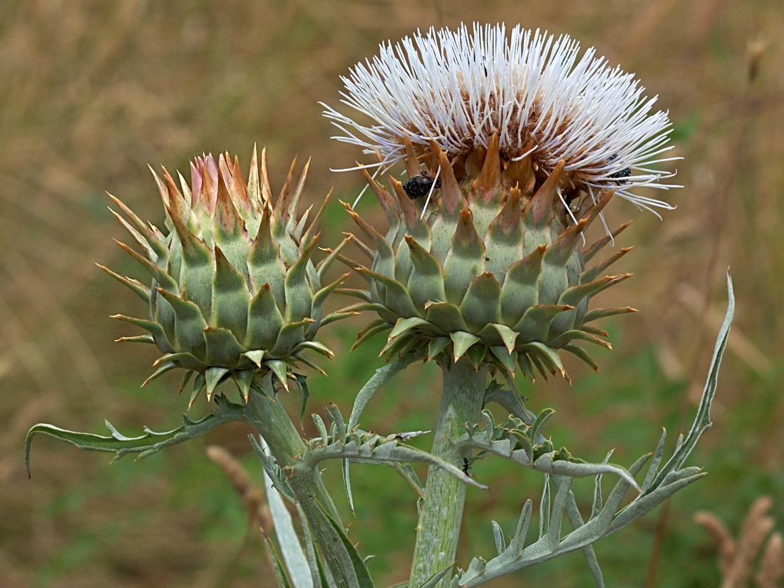 Image of Cynara scolymus specimen.