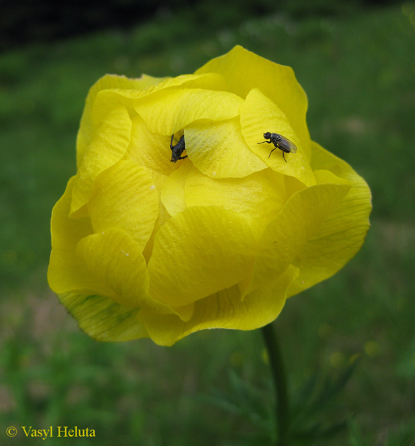 Image of Trollius altissimus specimen.