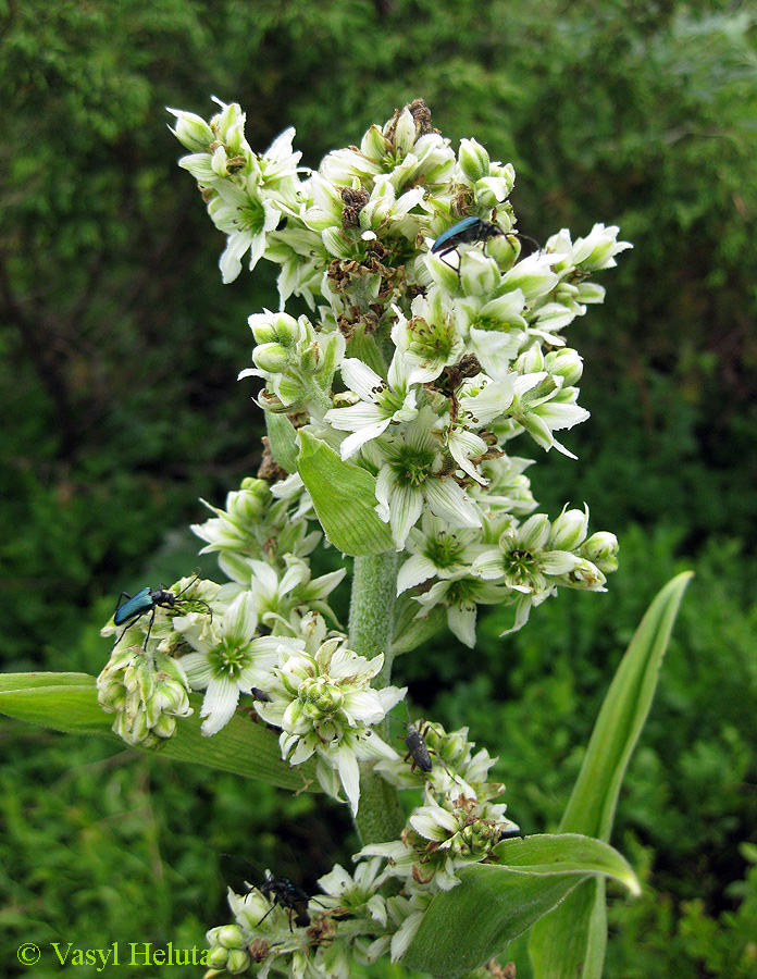 Image of Veratrum album specimen.