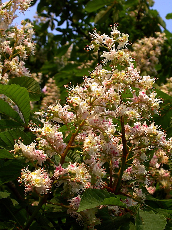 Image of Aesculus hippocastanum specimen.