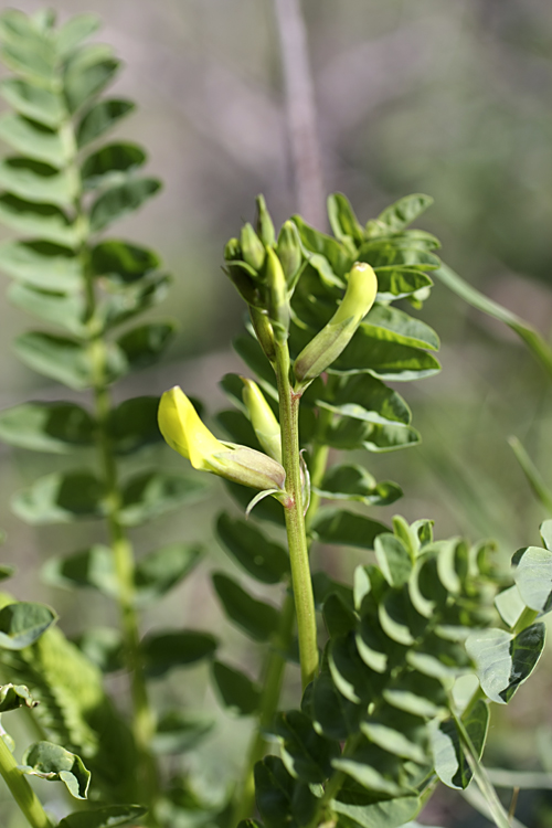 Image of Astragalus glabrescens specimen.