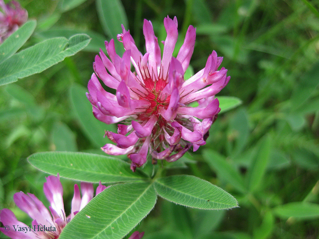 Изображение особи Trifolium medium.