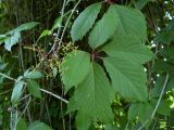 Parthenocissus quinquefolia