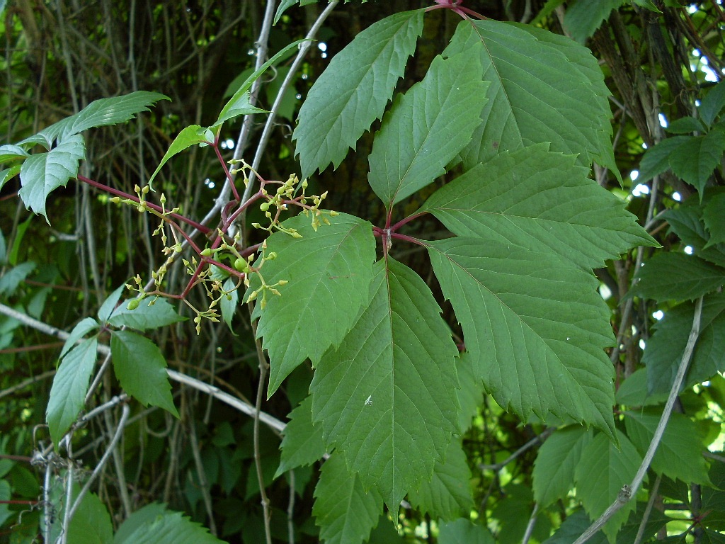 Image of Parthenocissus quinquefolia specimen.