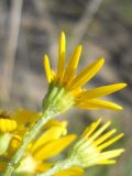 Senecio jacobaea