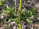 Galium album