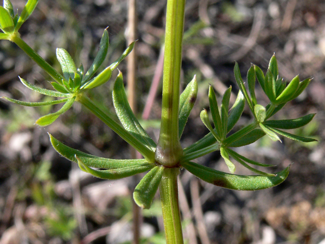 Image of Galium album specimen.
