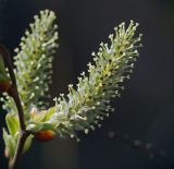 Salix × laurina. Соцветие. Московская обл., Раменский р-н, окр. дер. Хрипань, окраина поля у ж/д платформы. 02.05.2011.