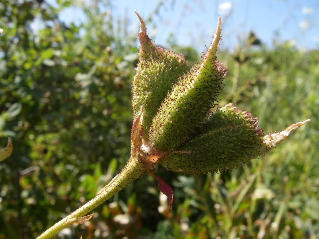 Image of Dictamnus angustifolius specimen.