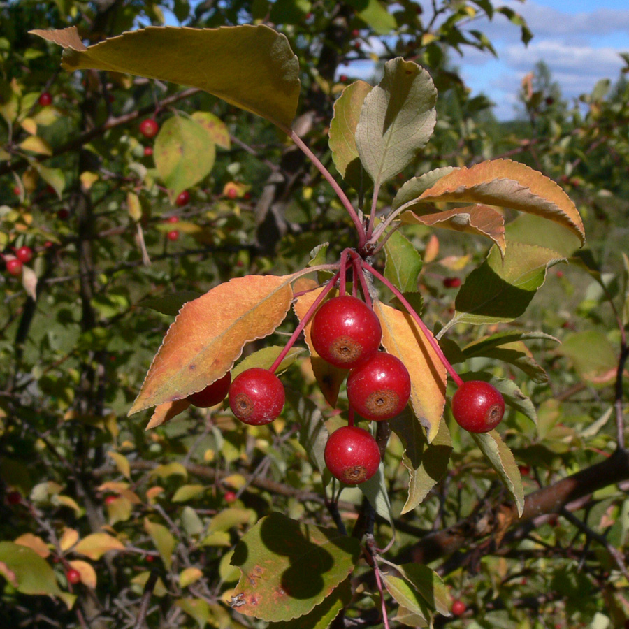 Изображение особи Malus baccata.