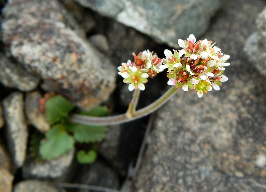 Image of Micranthes nivalis specimen.