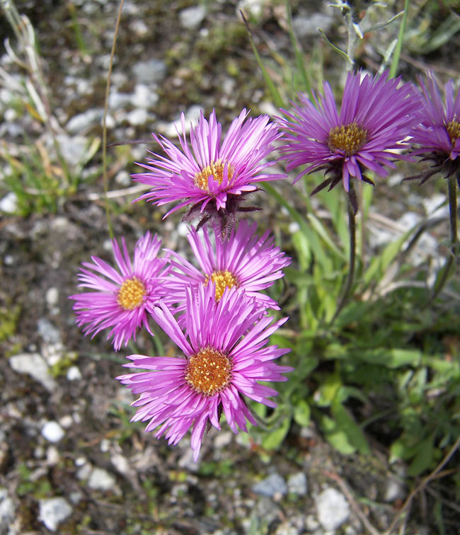 Изображение особи Erigeron venustus.