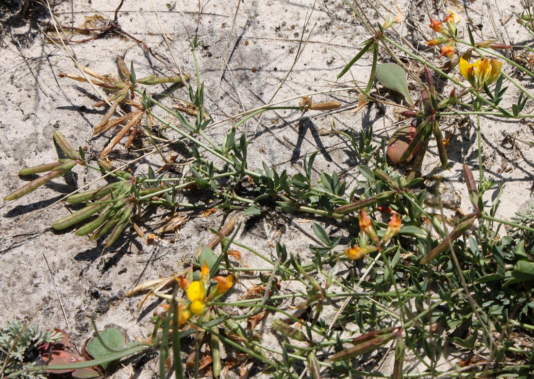 Image of Lotus corniculatus specimen.