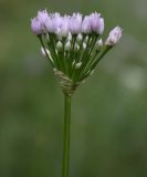 Allium angulosum. Соцветие. Украина, г. Запорожье, южная песчаная часть о-ва Хортица, опушка саженного леса. 15.07.2010.