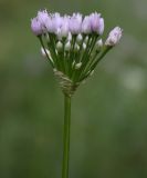 Allium angulosum