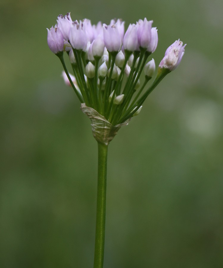 Изображение особи Allium angulosum.