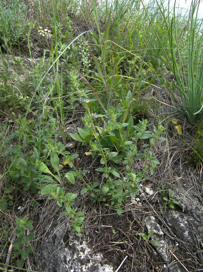 Image of Ziziphora acinos specimen.