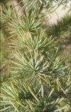 Cedrus atlantica. Часть ветви. Черноморское побережье Кавказа, г. Новороссийск, в культуре. 1 января 2012 г.