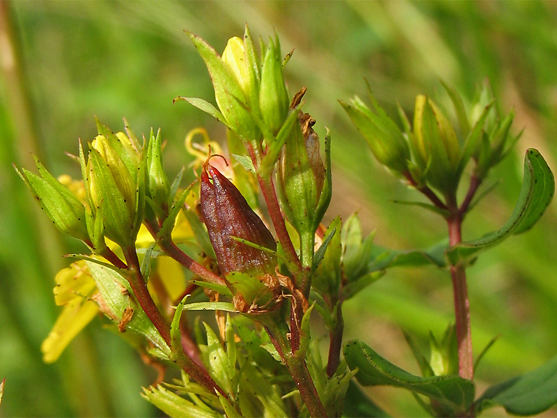 Image of Hypericum tetrapterum specimen.