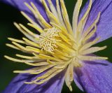 Clematis × jackmanii. Центральная часть цветка. Московская обл., дачный участок. 24.07.2007.