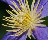 Clematis &times; jackmanii