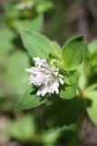 Asperula caucasica