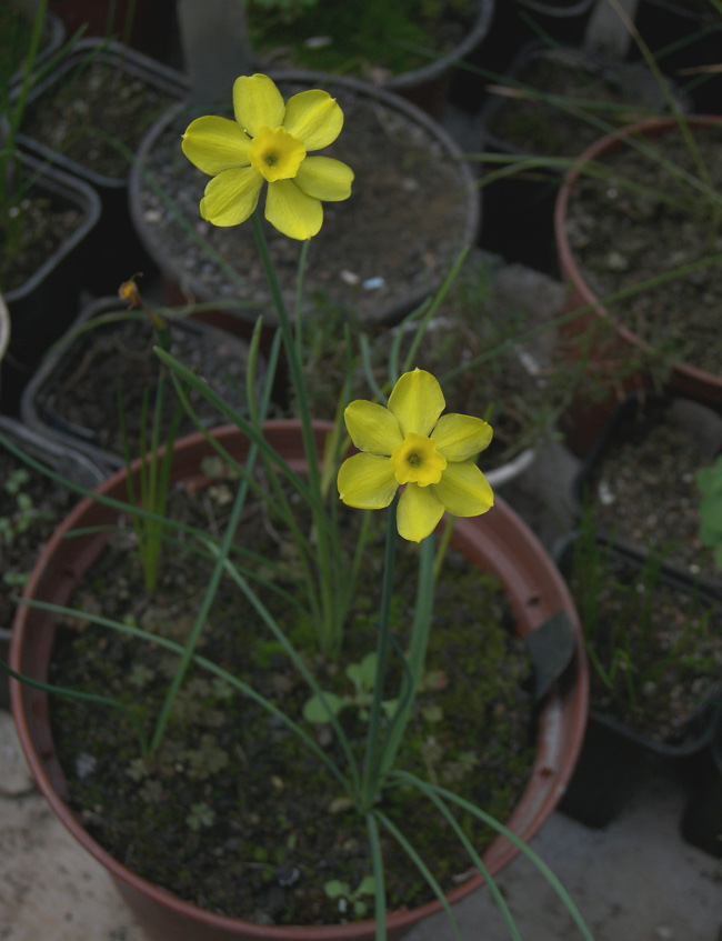 Изображение особи Narcissus rupicola.