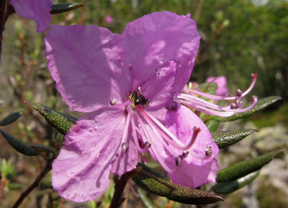 Image of Rhododendron ledebourii specimen.