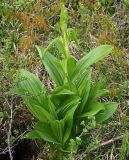 Veratrum lobelianum