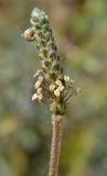 Plantago albicans