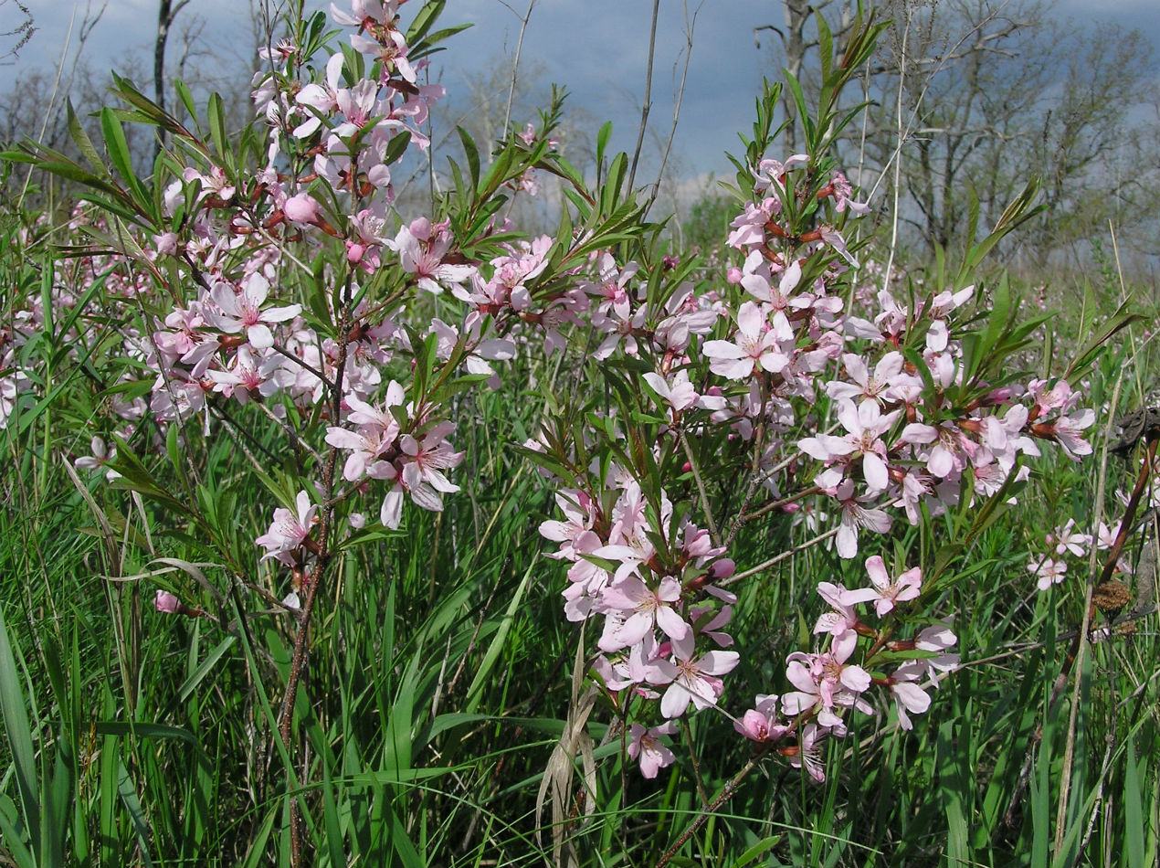 Изображение особи Amygdalus nana.