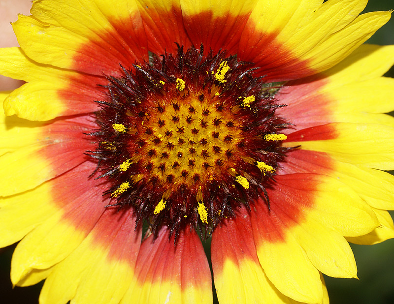 Image of Gaillardia × grandiflora specimen.