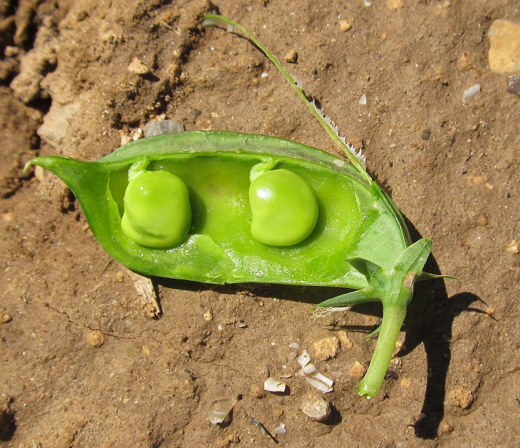 Image of Lathyrus sativus specimen.
