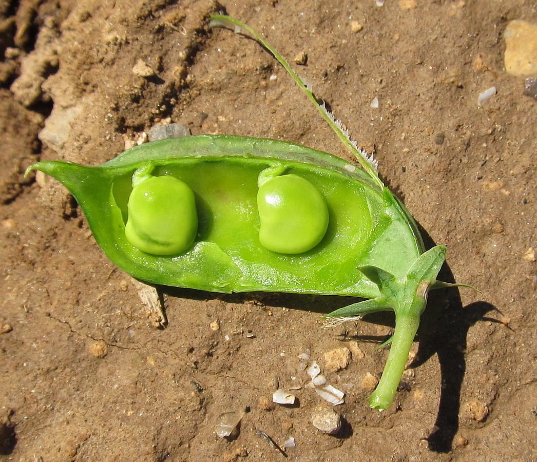 Изображение особи Lathyrus sativus.