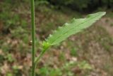 Hieracium gentile