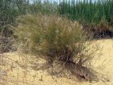 Stipagrostis lanata. Цветущие растение. Израиль, пески на окраине г. Холон. 14.05.2011.