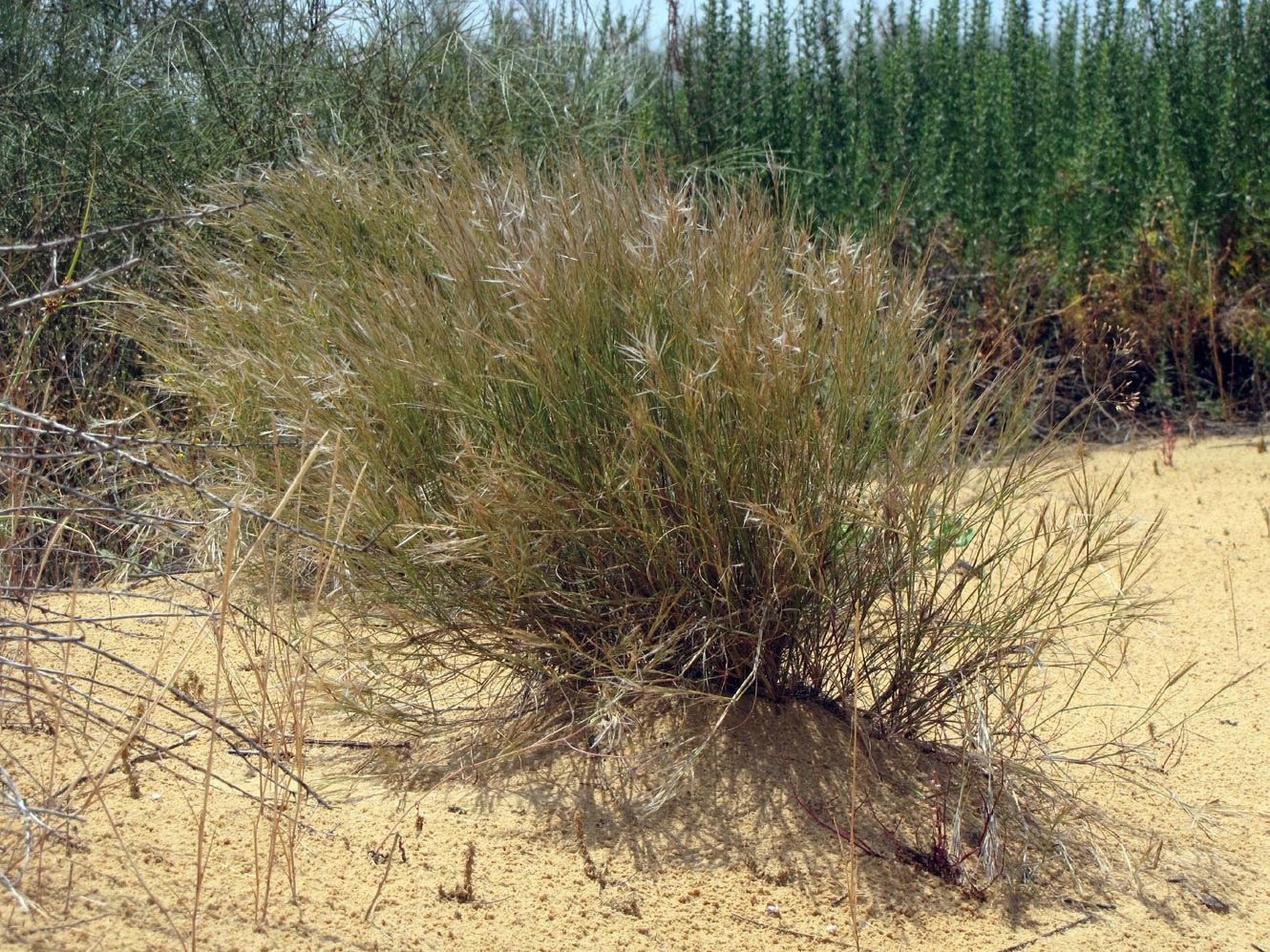 Изображение особи Stipagrostis lanata.