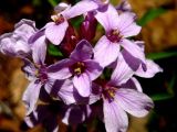 Cardamine trifida